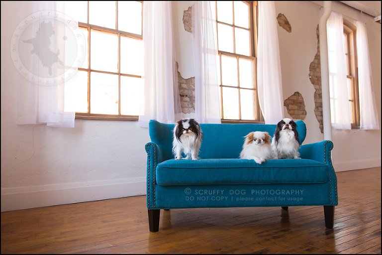 21_Toronto_pet_photographer_Japanese_chins_boey huey zoey szeto-1003
