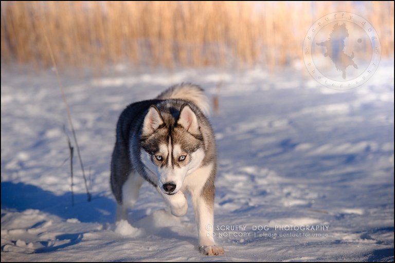 21_ontario_pet_photographer_alame huskies-271