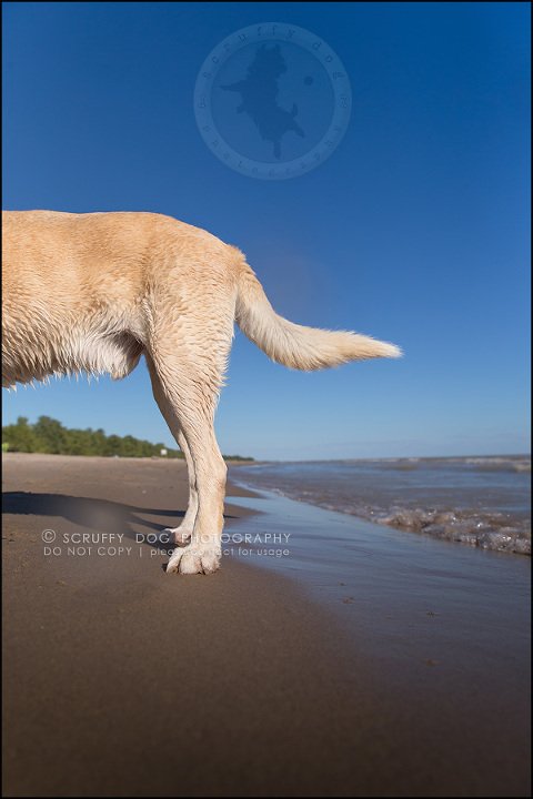 21_ontario_pet_photographer_chewey johnson-517