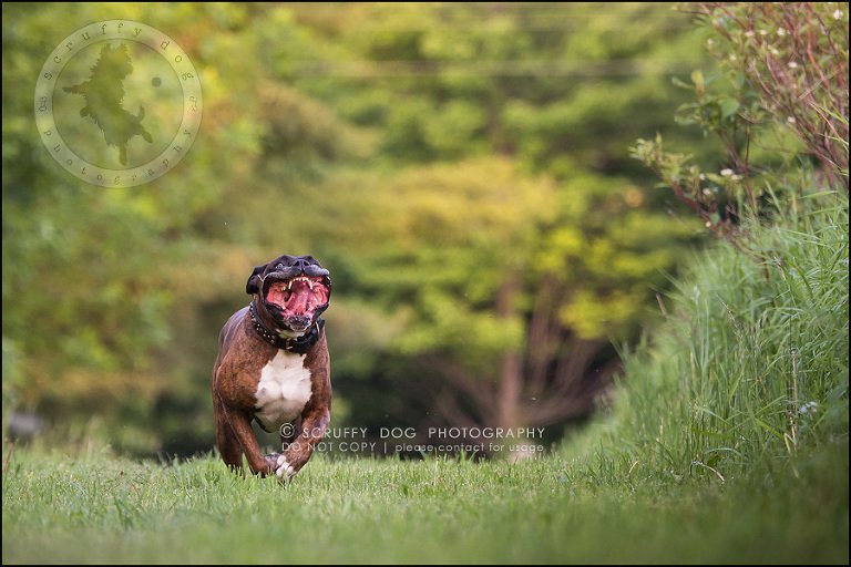 21_windsor_ontario_pet_photographer_capone echo barnett-606