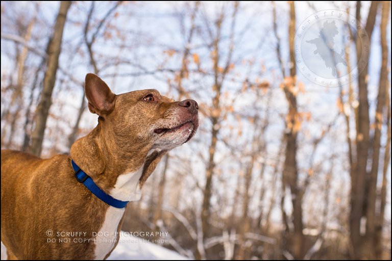 21toronto_ontario_pet_exclusive_photographer_diesel muffin hopkins-419