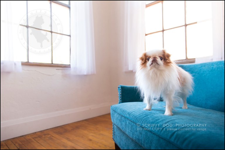 22_Toronto_pet_photographer_Japanese_chins_boey huey zoey szeto-1099