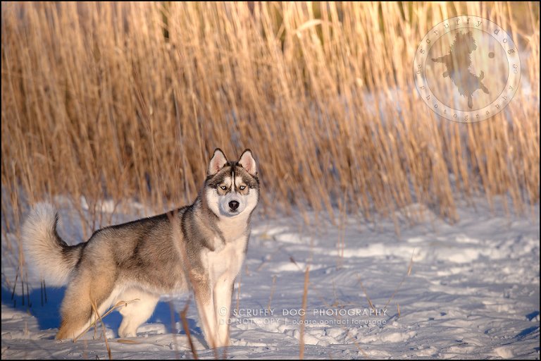 22_ontario_pet_photographer_alame huskies-268