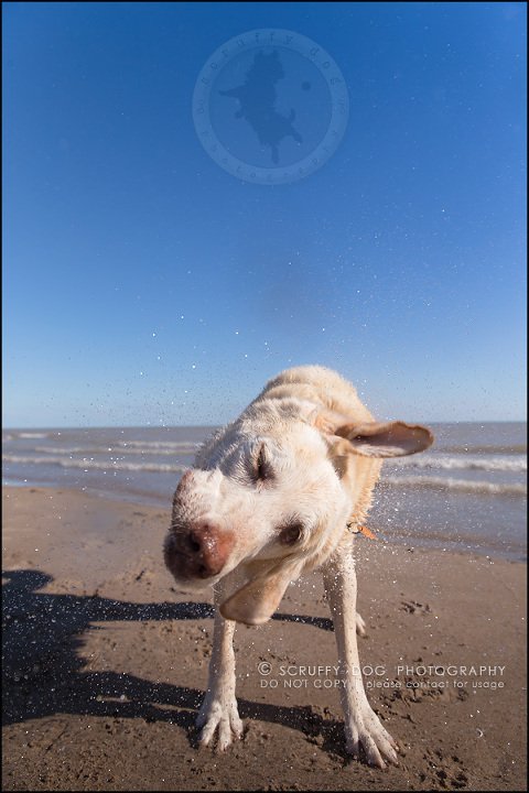 22_ontario_pet_photographer_chewey johnson-538