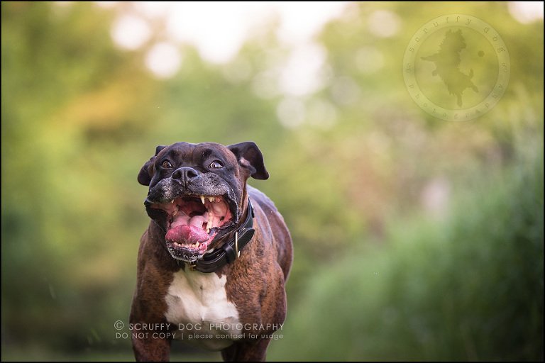 22_windsor_ontario_pet_photographer_capone echo barnett-616