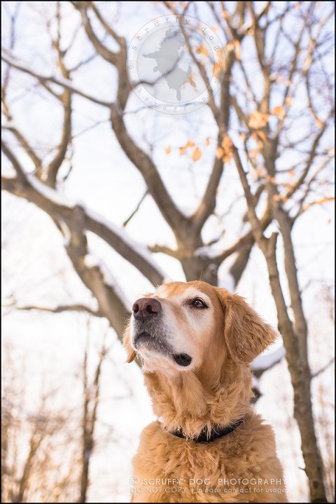 22toronto_ontario_pet_exclusive_photographer_diesel muffin hopkins-474