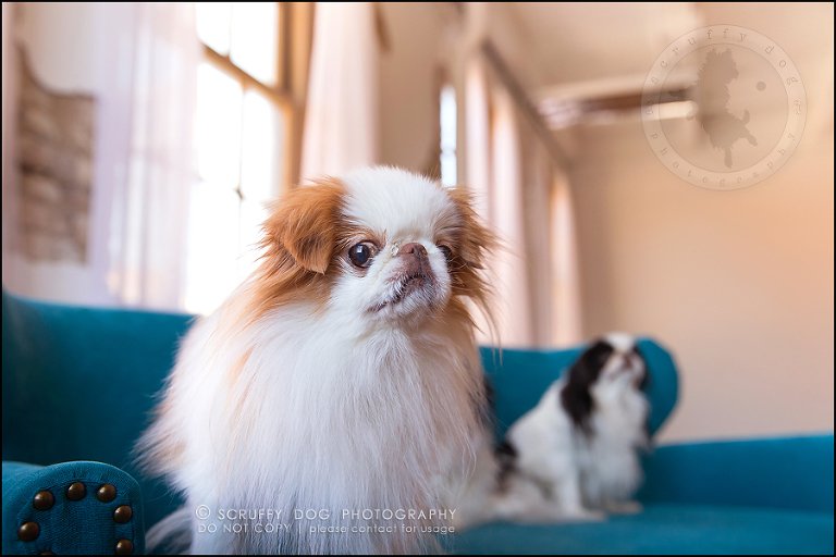 23_Toronto_pet_photographer_Japanese_chins_boey huey zoey szeto-1115