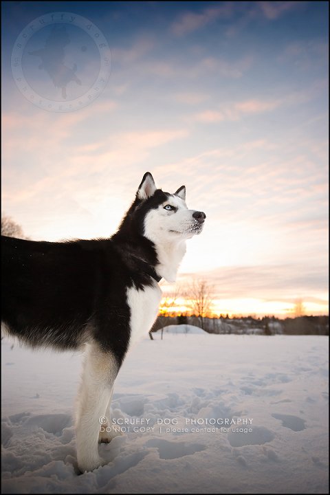 23_ontario_pet_photographer_alame huskies-370-Edit