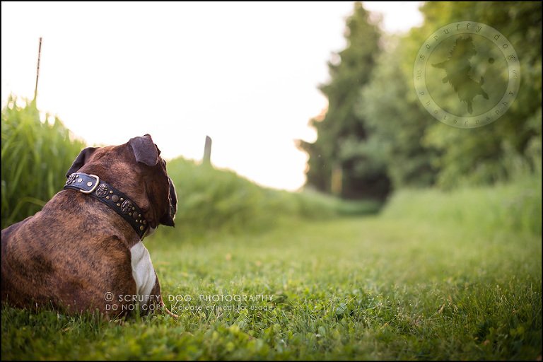23_windsor_ontario_pet_photographer_capone echo barnett-740