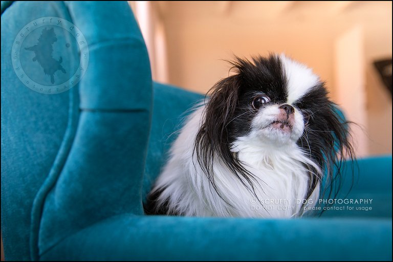 24_Toronto_pet_photographer_Japanese_chins_boey huey zoey szeto-1129