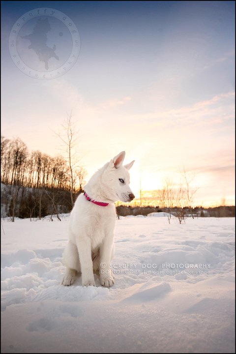 24_ontario_pet_photographer_alame huskies-349-Edit-2