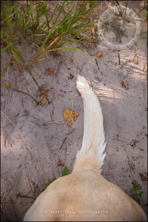 24_ontario_pet_photographer_chewey johnson-73