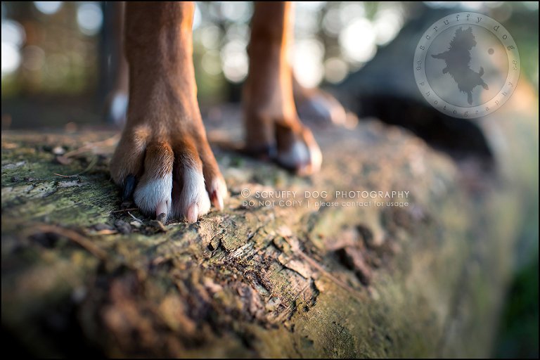 24_windsor_ontario_pet_photographer_capone echo barnett-809