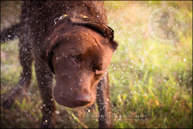 24waterloo_horse_dog_photographer_boston woody moffatt-441