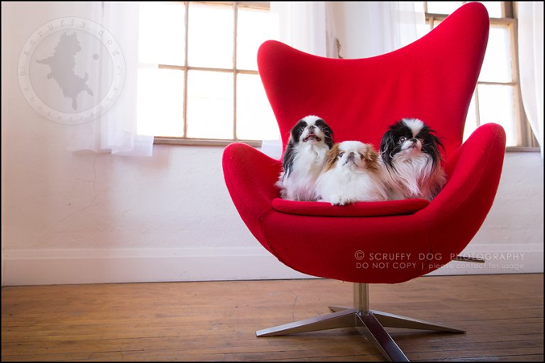 25_Toronto_pet_photographer_Japanese_chins_boey huey zoey szeto-1170+1153