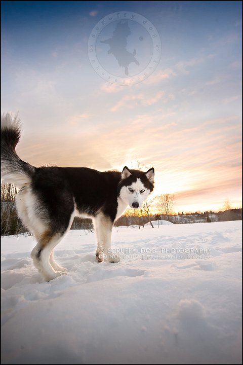 25_ontario_pet_photographer_alame huskies-358