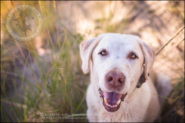 25_ontario_pet_photographer_chewey johnson-697