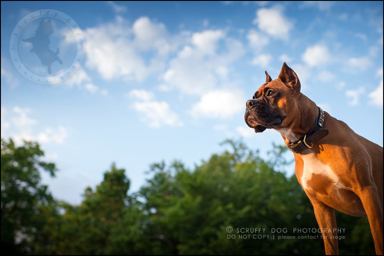 25_windsor_ontario_pet_photographer_capone echo barnett-797
