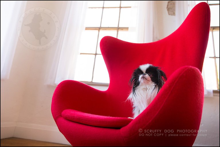 26_Toronto_pet_photographer_Japanese_chins_boey huey zoey szeto-1186