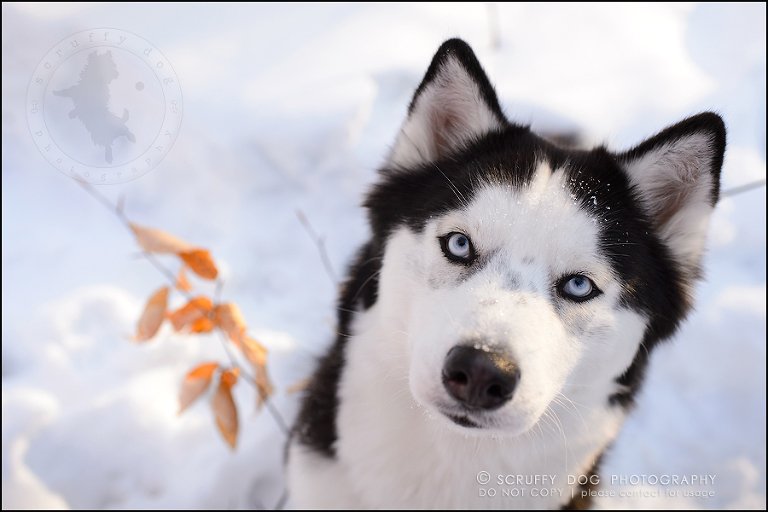 26_ontario_pet_photographer_alame huskies-602