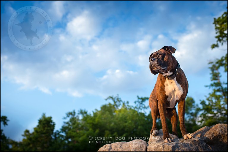 26_windsor_ontario_pet_photographer_capone echo barnett-764