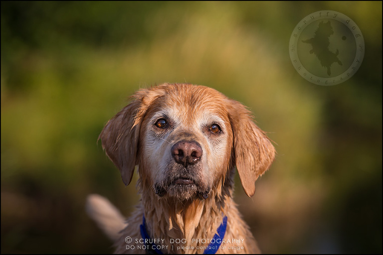 26toronto_ontario_pet_exclusive_photographer_diesel muffin hopkins-844