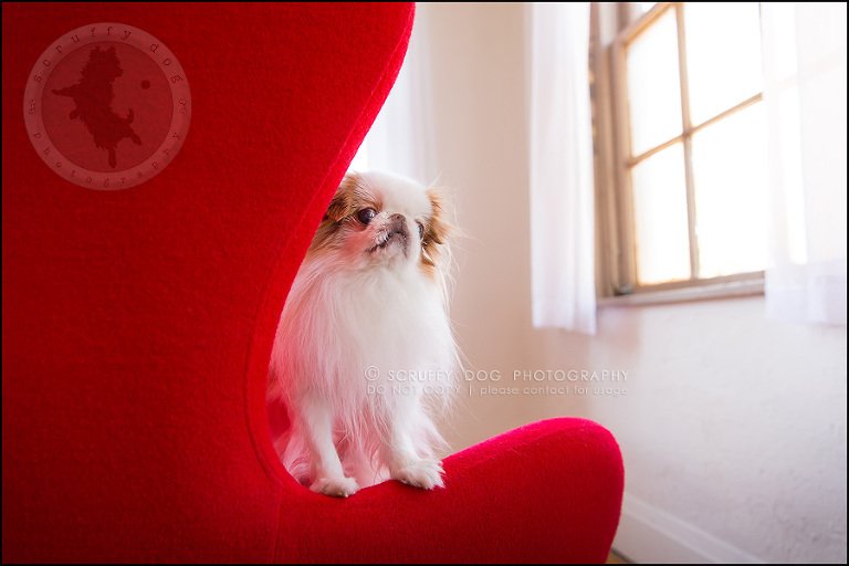 27_Toronto_pet_photographer_Japanese_chins_boey huey zoey szeto-1277