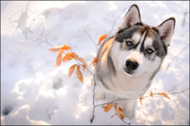 27_ontario_pet_photographer_alame huskies-624