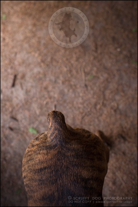 27_windsor_ontario_pet_photographer_capone echo barnett-345