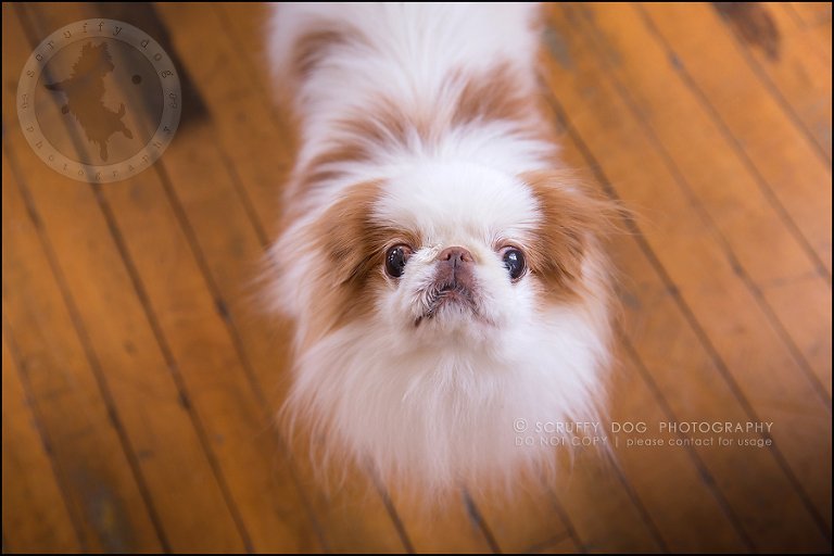 28_Toronto_pet_photographer_Japanese_chins_boey huey zoey szeto-1302