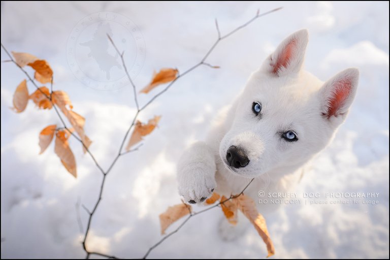 28_ontario_pet_photographer_alame huskies-586