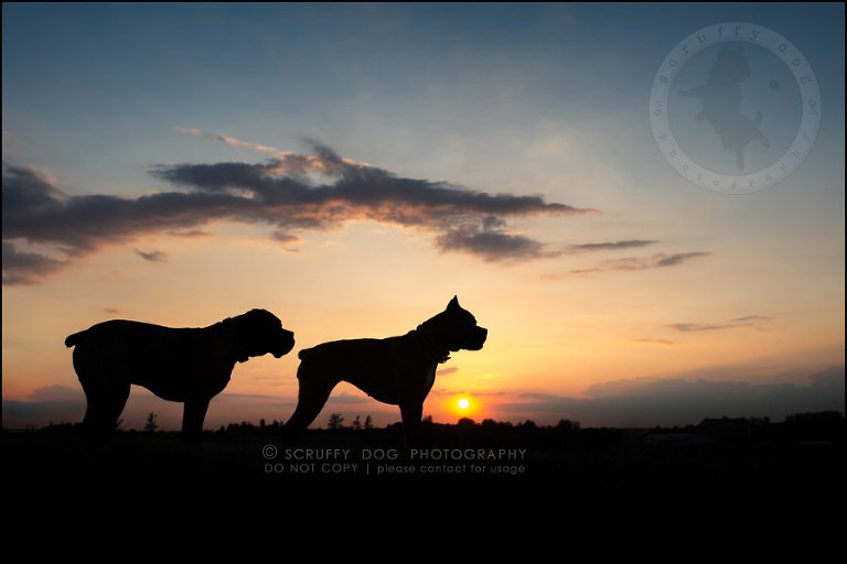 28_windsor_ontario_pet_photographer_capone echo barnett-841-Edit