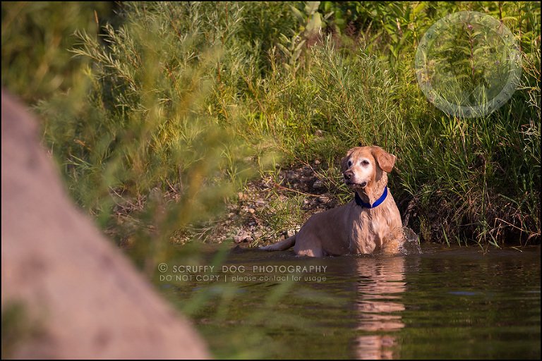 28toronto_ontario_pet_exclusive_photographer_diesel muffin hopkins-696