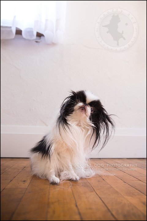 29_Toronto_pet_photographer_Japanese_chins_boey huey zoey szeto-1314