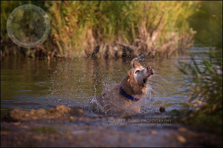 29toronto_ontario_pet_exclusive_photographer_diesel muffin hopkins-720