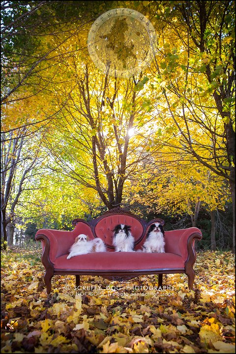 30_Toronto_pet_photographer_Japanese_chins_boey huey zoey szeto-1355