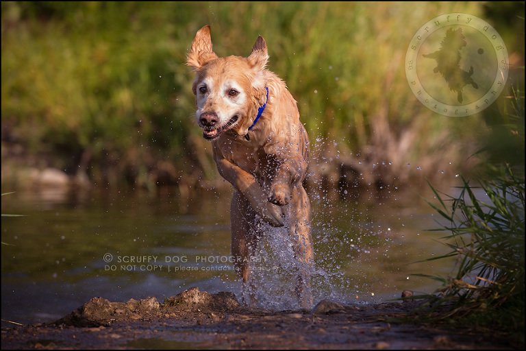 30toronto_ontario_pet_exclusive_photographer_diesel muffin hopkins-672