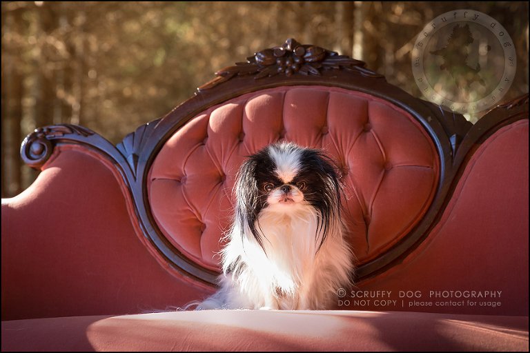 31_Toronto_pet_photographer_Japanese_chins_boey huey zoey szeto-1515