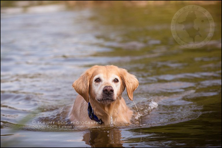 31toronto_ontario_pet_exclusive_photographer_diesel muffin hopkins-580