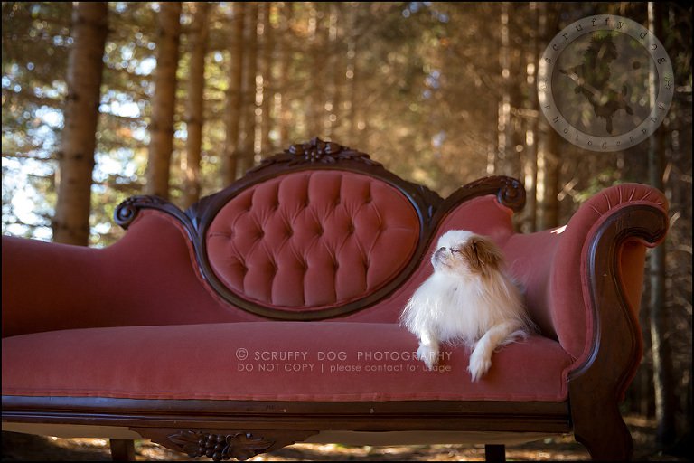 32_Toronto_pet_photographer_Japanese_chins_boey huey zoey szeto-1552