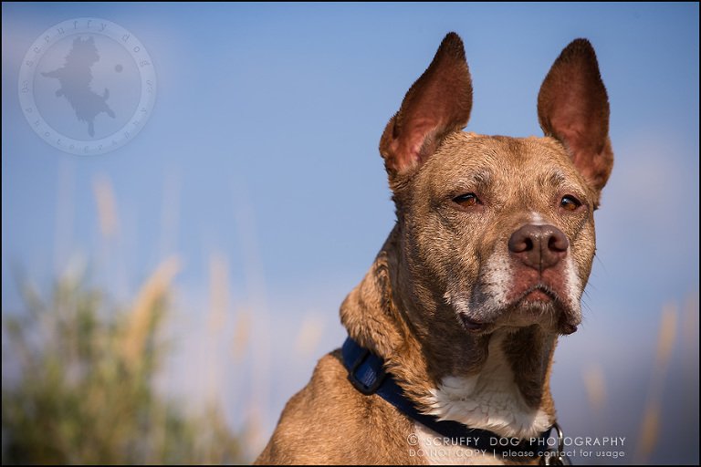 32toronto_ontario_pet_exclusive_photographer_diesel muffin hopkins-650