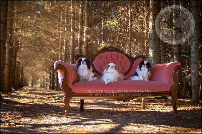 33_Toronto_pet_photographer_Japanese_chins_boey huey zoey szeto-1616 1610