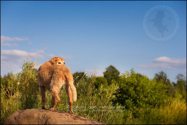 33toronto_ontario_pet_exclusive_photographer_diesel muffin hopkins-863