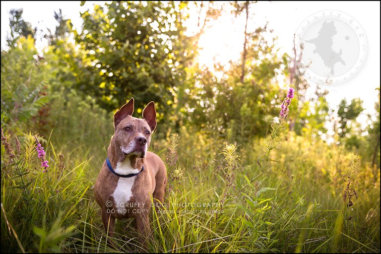 34toronto_ontario_pet_exclusive_photographer_diesel muffin hopkins-929-Edit