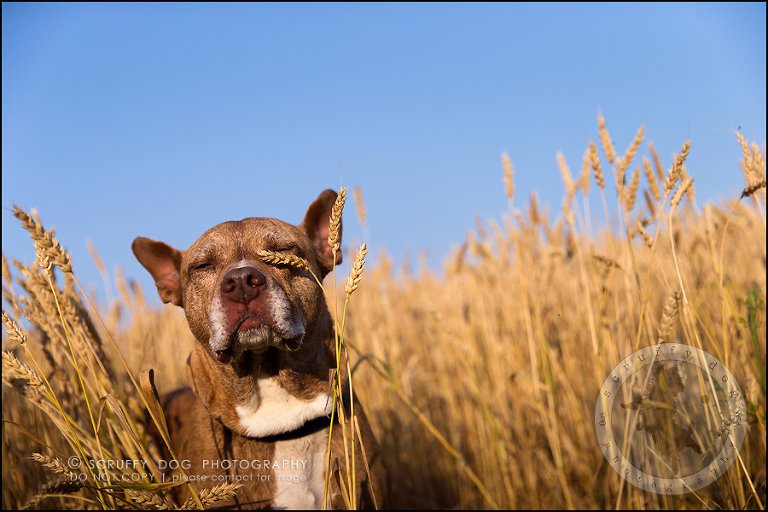 35toronto_ontario_pet_exclusive_photographer_diesel muffin hopkins-979