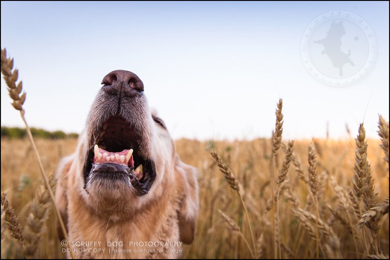 36toronto_ontario_pet_exclusive_photographer_diesel muffin hopkins-1123