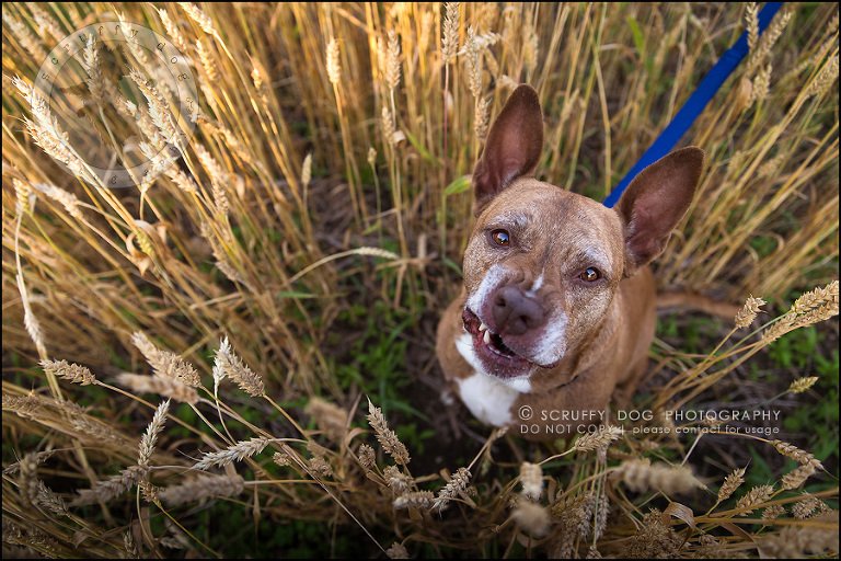 37toronto_ontario_pet_exclusive_photographer_diesel muffin hopkins-1017