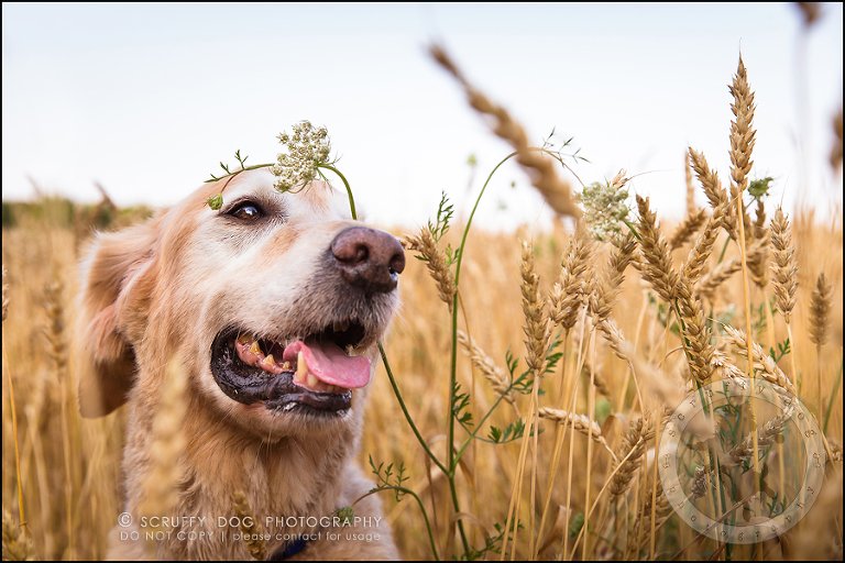 38toronto_ontario_pet_exclusive_photographer_diesel muffin hopkins-1121