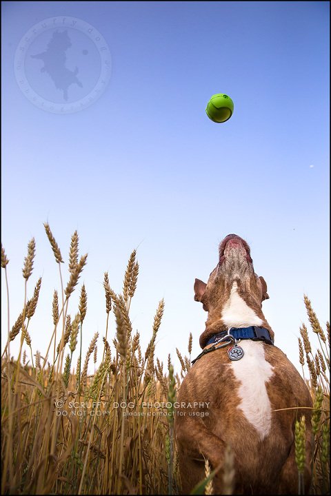 39toronto_ontario_pet_exclusive_photographer_diesel muffin hopkins-1047