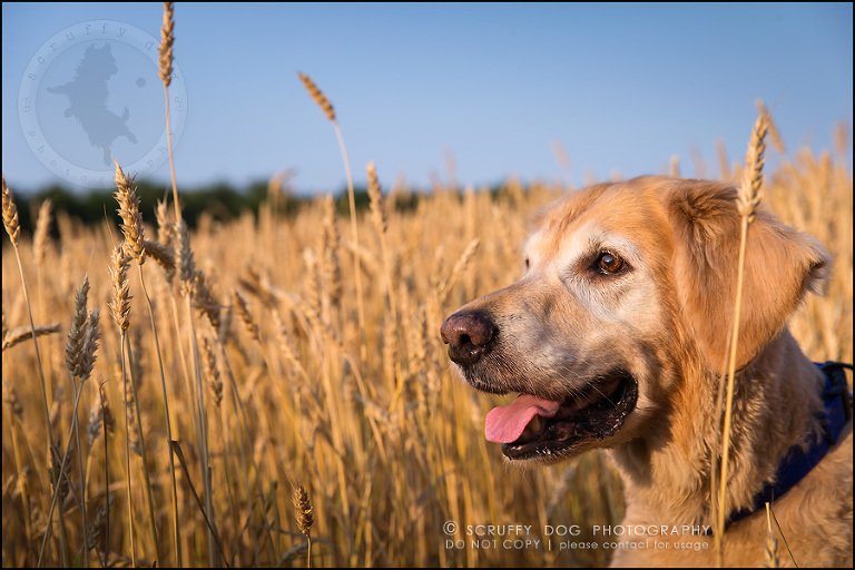 40toronto_ontario_pet_exclusive_photographer_diesel muffin hopkins-1099